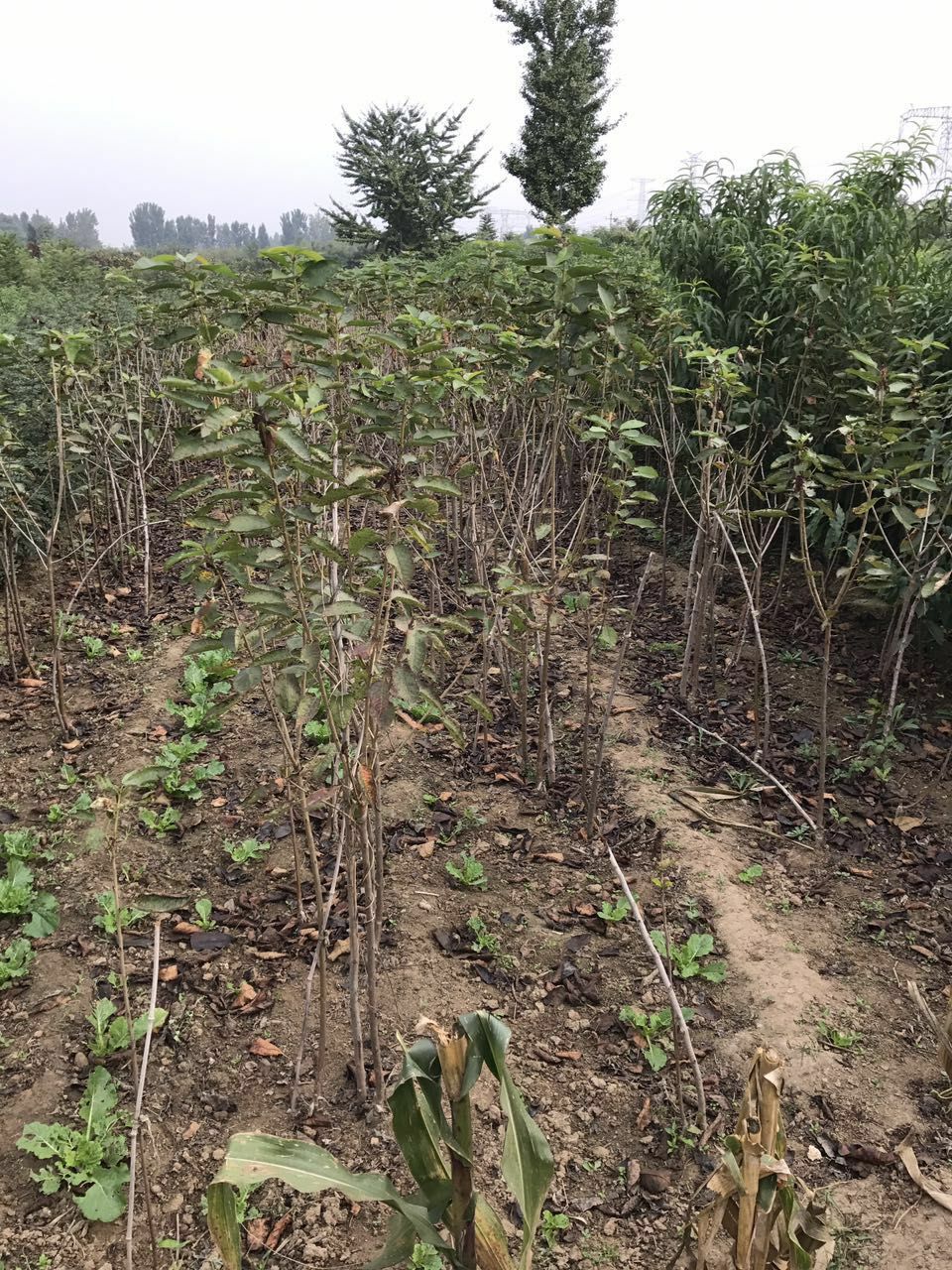 大红荣苹果苗产地及基地、大红荣苹果苗一棵价格