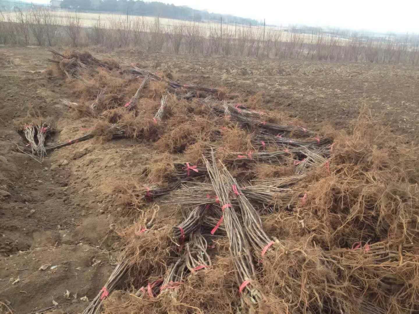 华夏苹果苗基地、华夏苹果苗苗圃