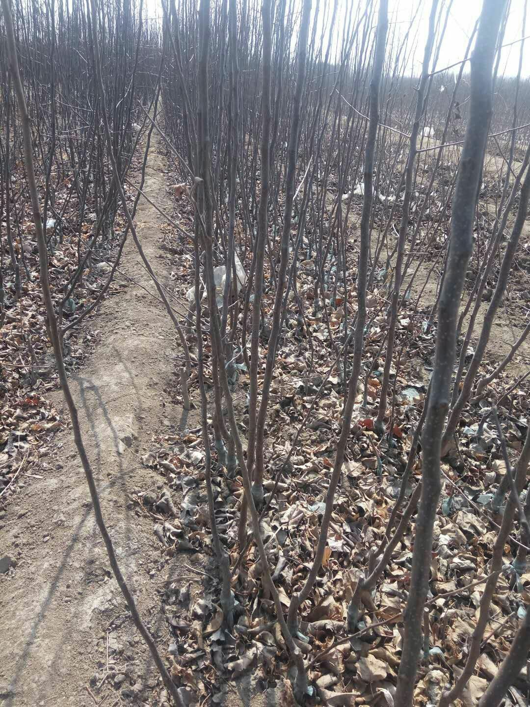 大红荣苹果苗产地及基地、大红荣苹果苗一棵价格