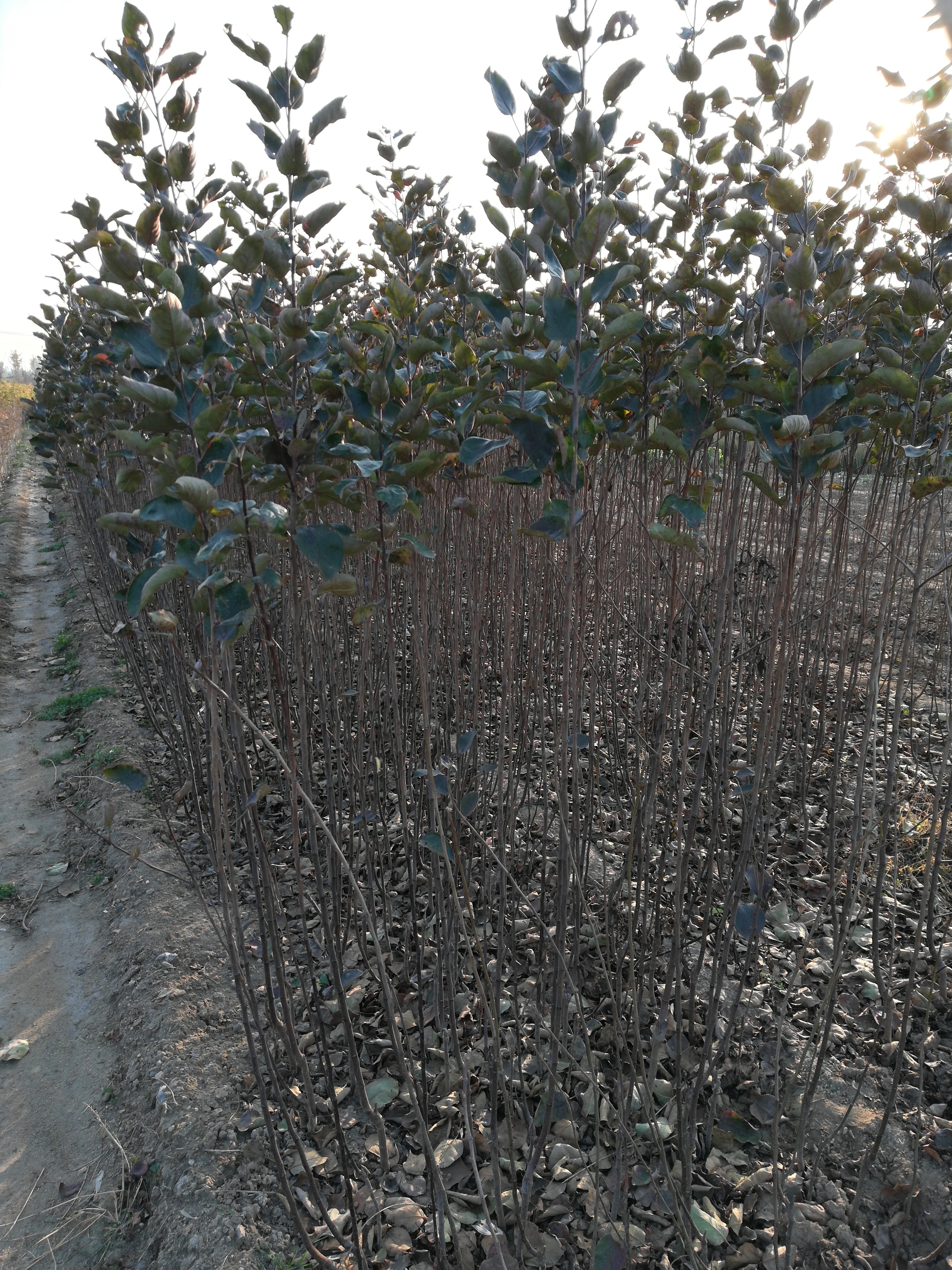 早捷蘋果苗基地 、早捷蘋果苗行情價格