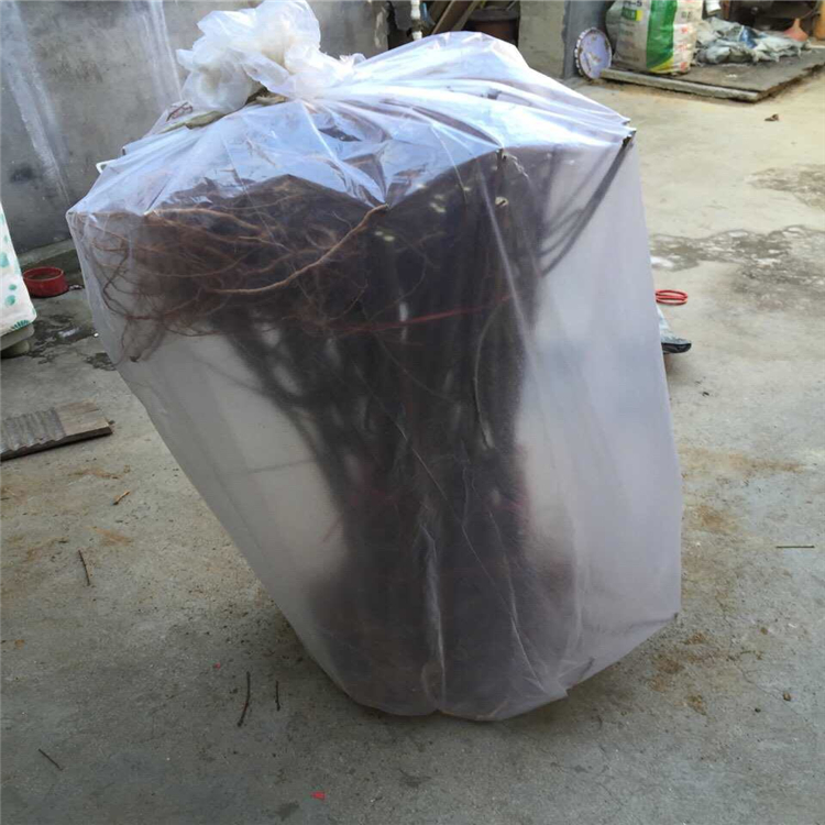 自根砧蘋(píng)果苗基地、自根砧蘋(píng)果苗新價(jià)格