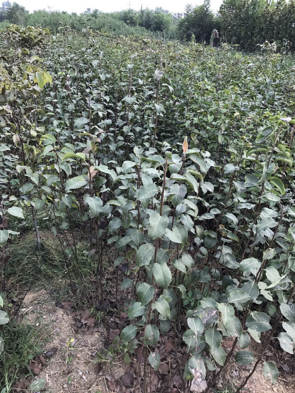 早捷蘋果苗產(chǎn)地及基地、早捷蘋果苗批發(fā)價格