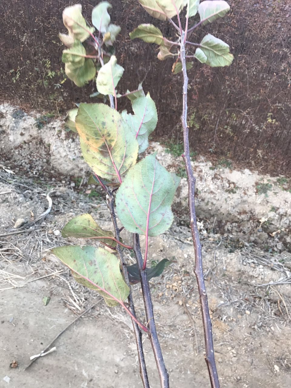 蜜脆苹果苗价格、蜜脆苹果苗基地批发