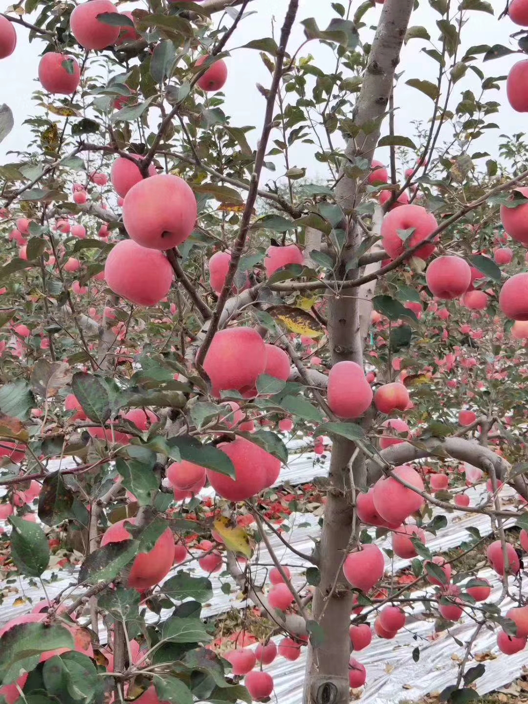煙富9號蘋(píng)果苗報價(jià)、煙富9號蘋(píng)果苗批發(fā)
