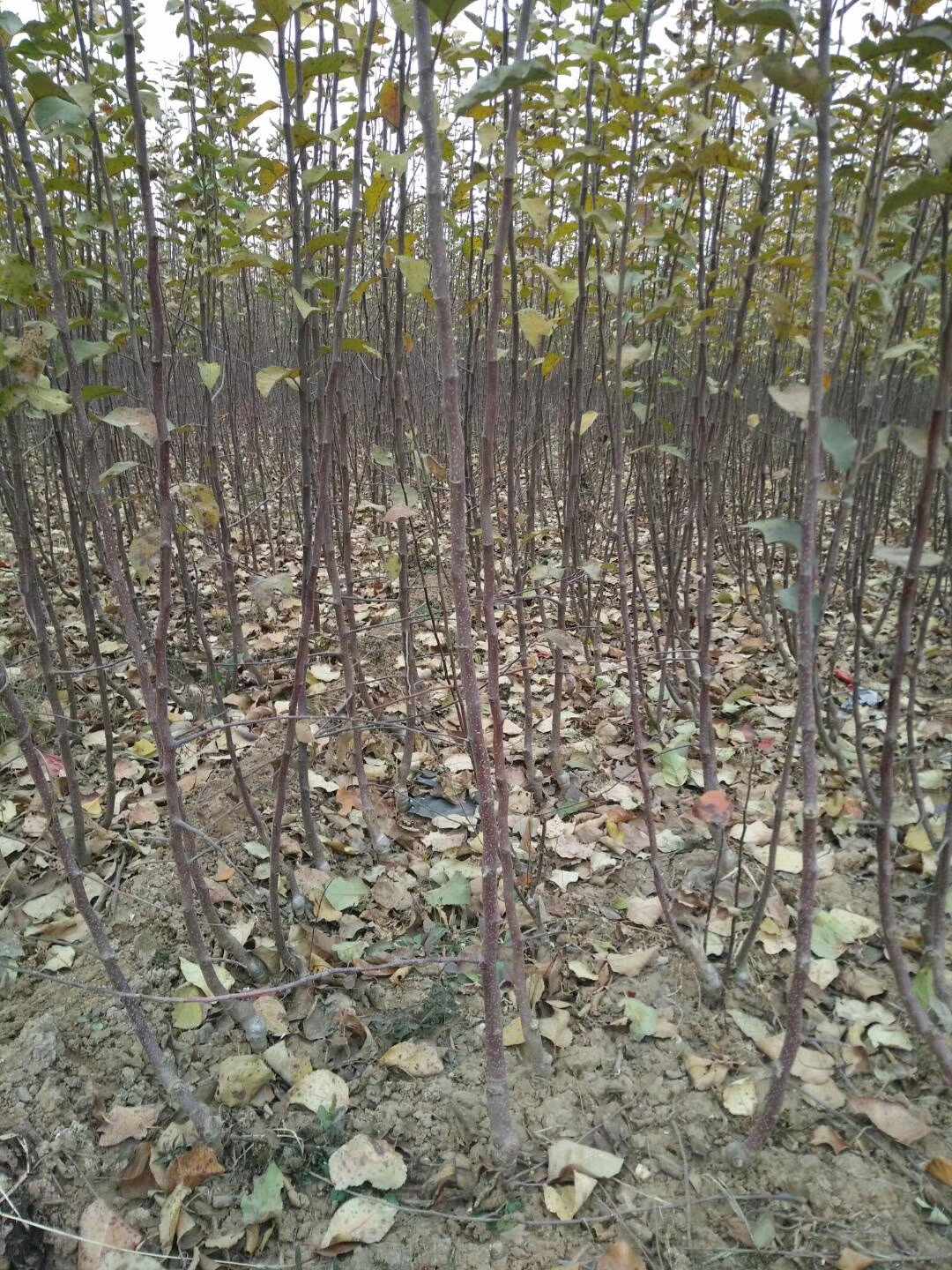 桑薩蘋果苗產(chǎn)地及基地、桑薩蘋果苗山東出售