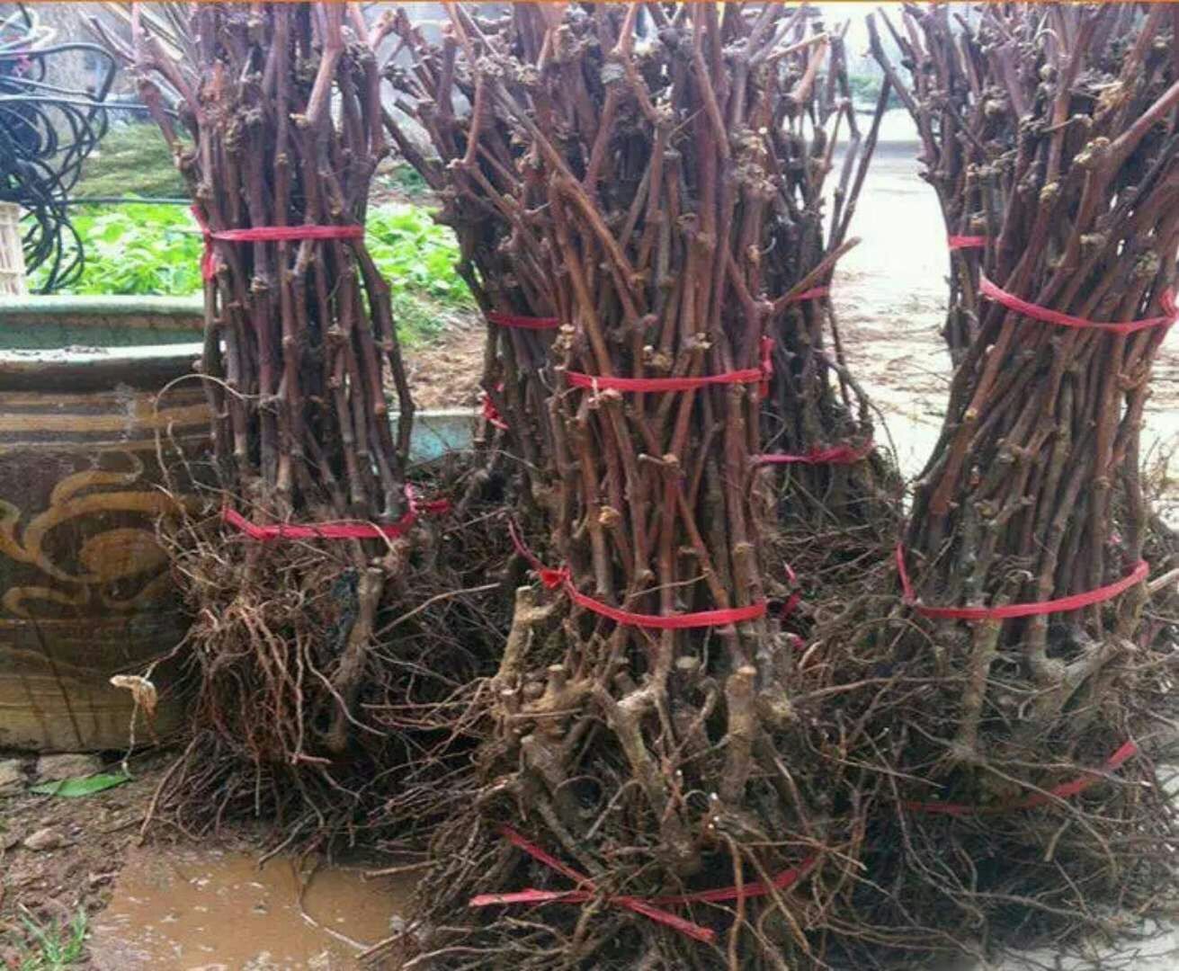 丘貝爾葡萄苗價(jià)格