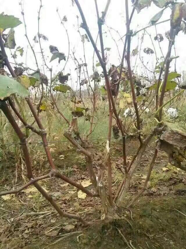 夏黑葡萄苗出售