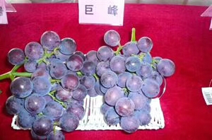 紫珍珠葡萄苗產(chǎn)地