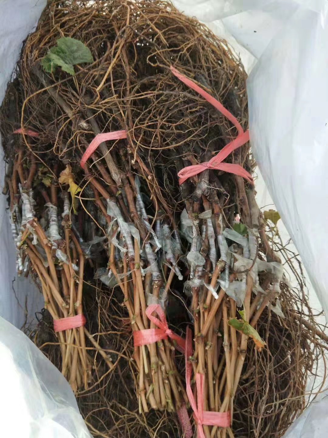 粒粒特葡萄苗批發(fā)