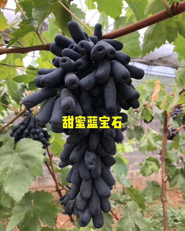 红高葡萄苗批发