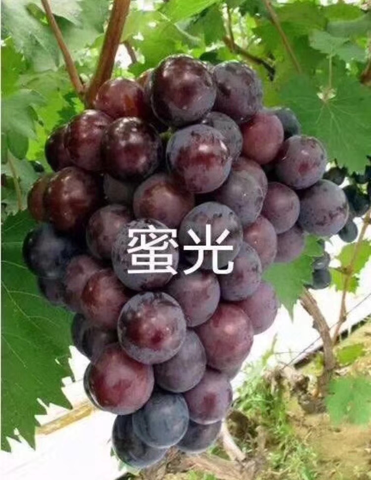 青提葡萄苗報(bào)價(jià)