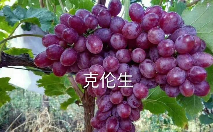 燎峰葡萄苗山東基地