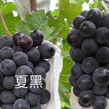 貝爾葡萄苗價格