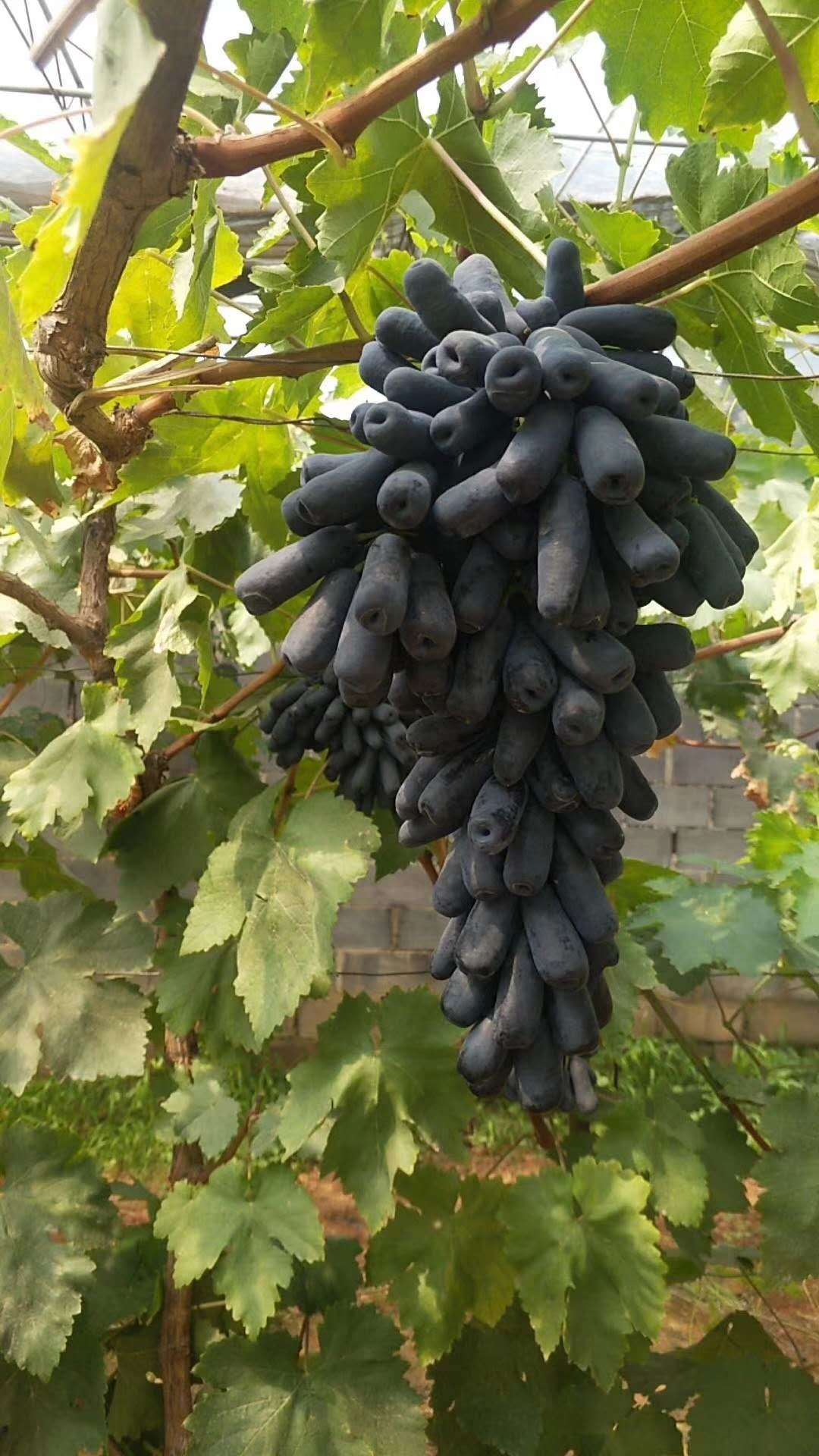 丘貝爾葡萄苗價(jià)格