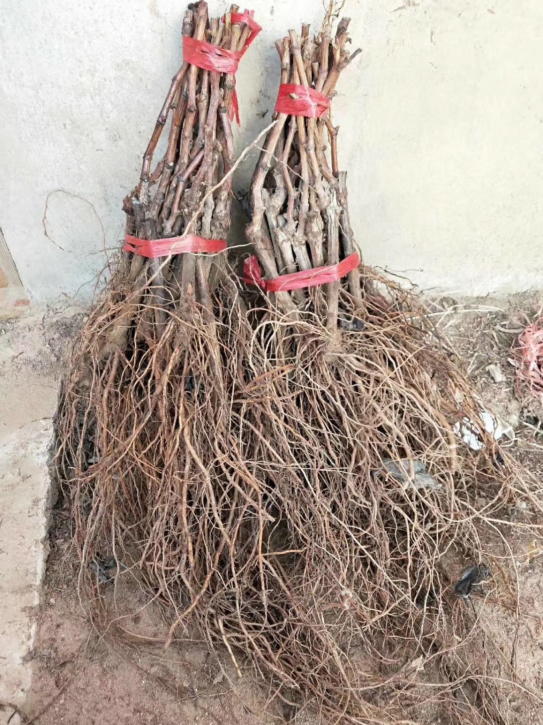 紅環(huán)葡萄苗價(jià)格