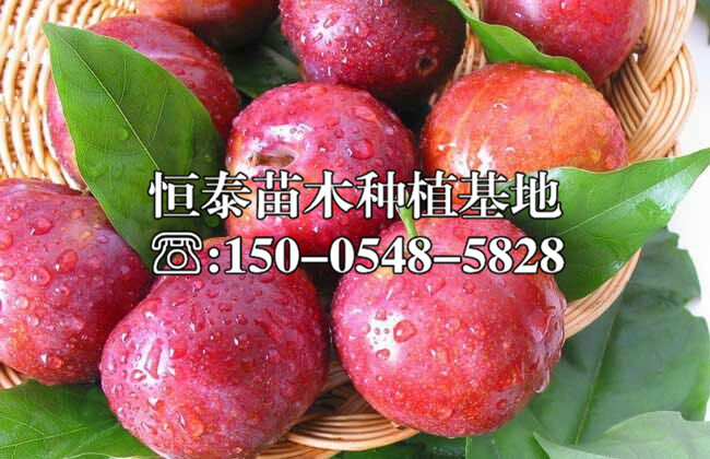 金秋紅李子苗2020年價格