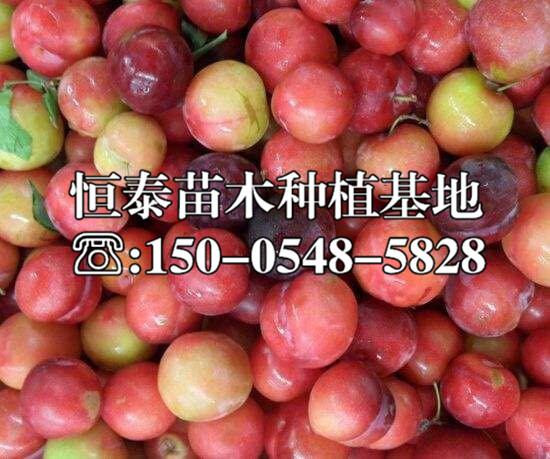 琥珀李子苗行情價(jià)格