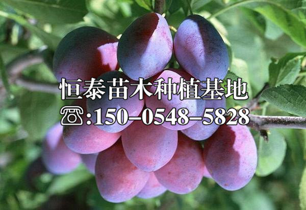 琥珀李子苗行情價(jià)格
