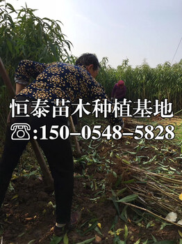 櫻桃李子苗行情價格