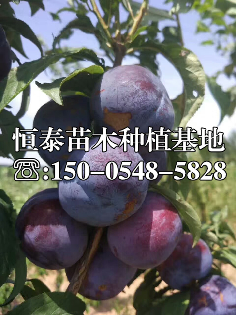 三華李子苗產(chǎn)地、三華李子苗行情價格