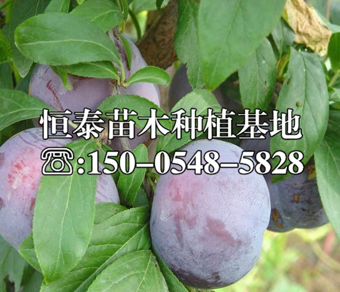 法國紅李子苗基地與產地、法國紅李子苗2020年價格