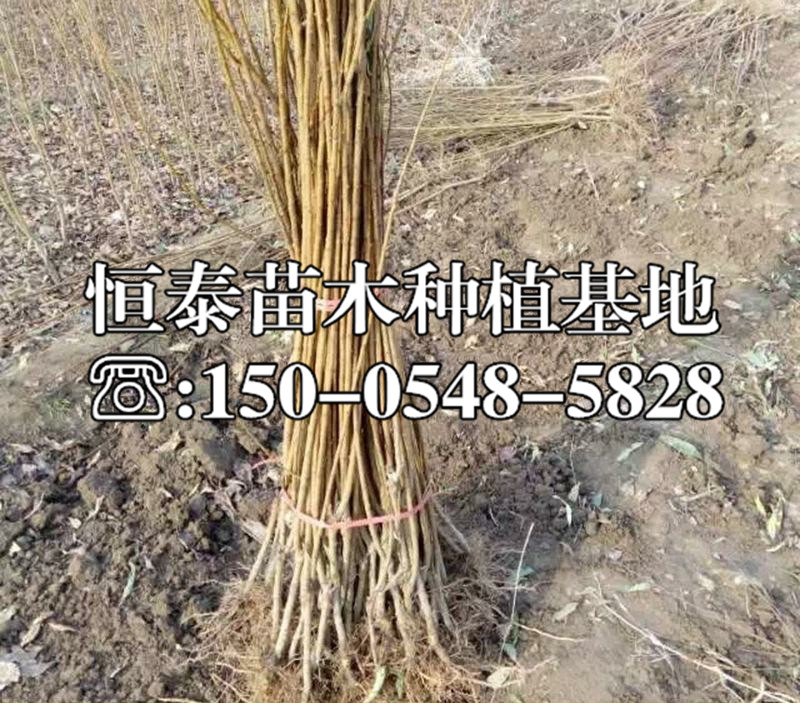 紅布林李子苗批發(fā)價(jià)格