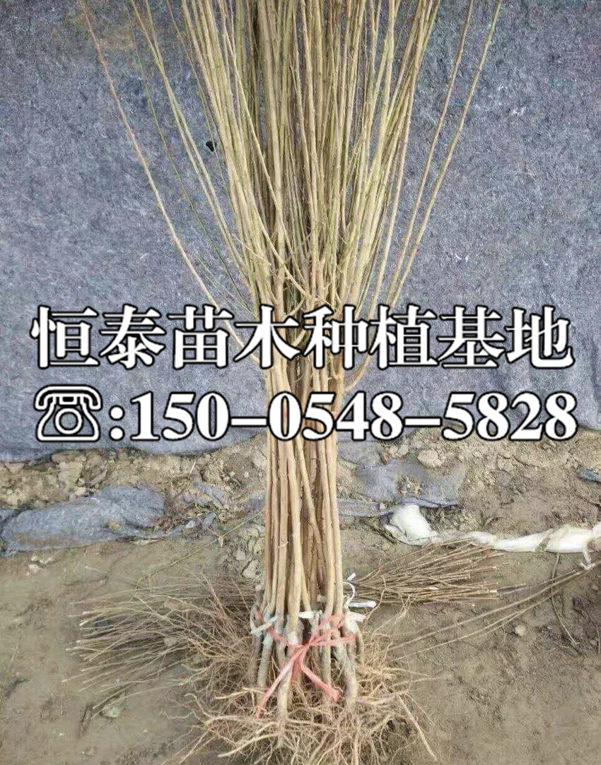 紅寶石李子苗基地與產(chǎn)地