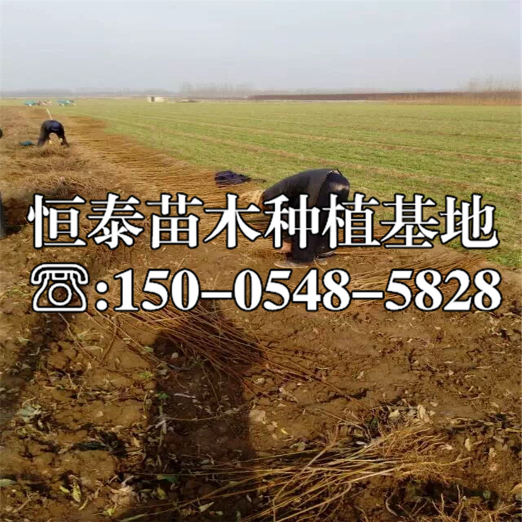 鳳凰李子苗山東基地