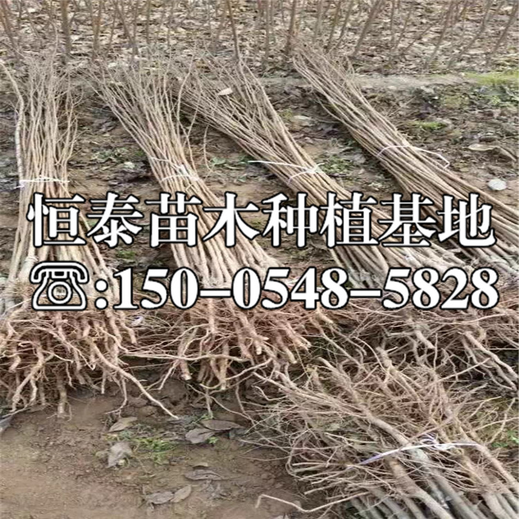 蓋縣李子苗2020年價(jià)格