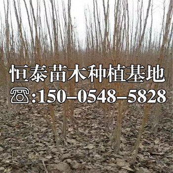 澳洲13李子苗2020年價格