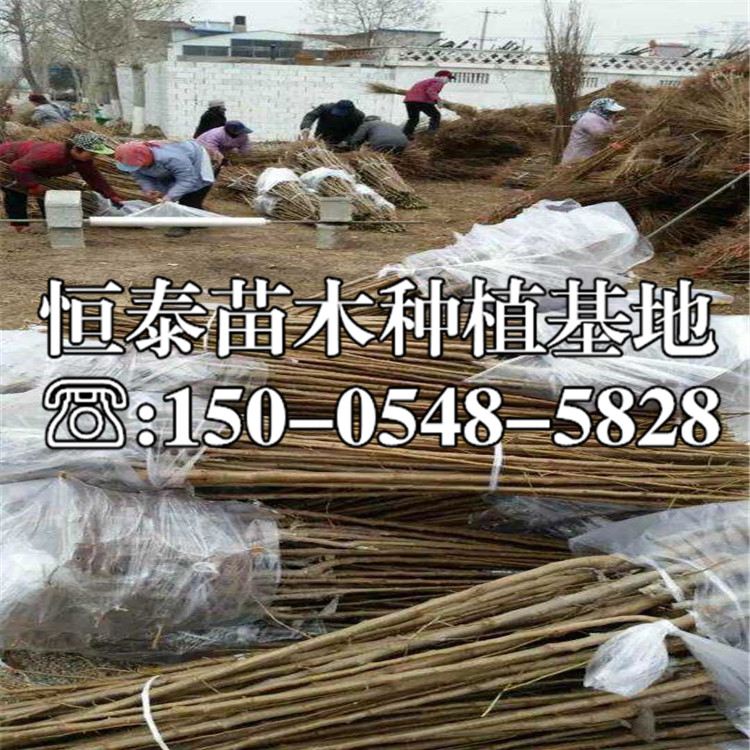 早紅李子苗價格