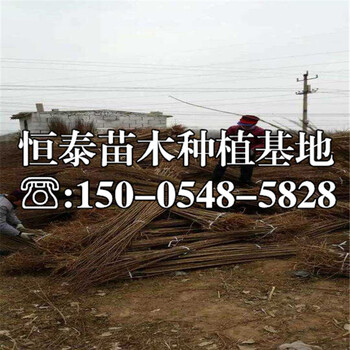 金秋紅李子苗批發(fā)價(jià)格