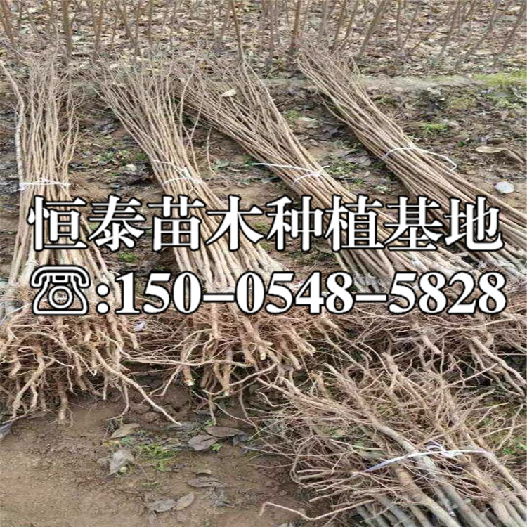 早紅李子苗格、早紅李子苗新品種