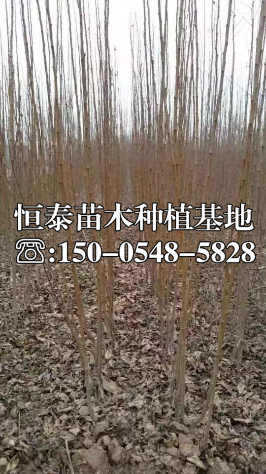 蓋縣李子苗2020年價(jià)格