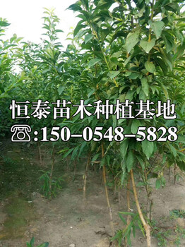 黑布侖李子苗出售、黑布侖李子苗新品種價(jià)格