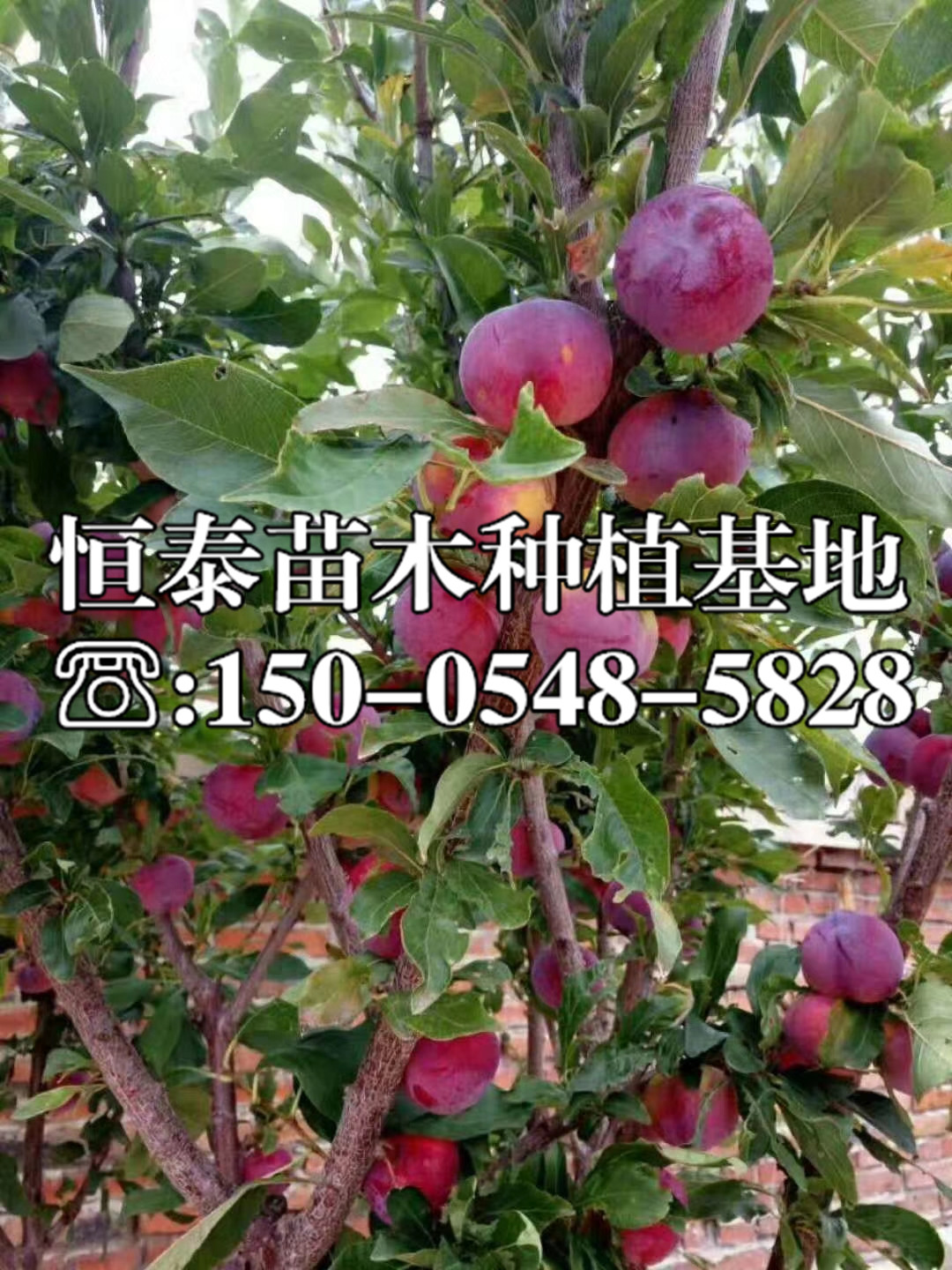 黑寶石李子苗包郵