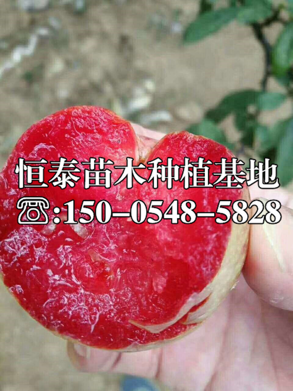 琥珀李子苗行情價(jià)格