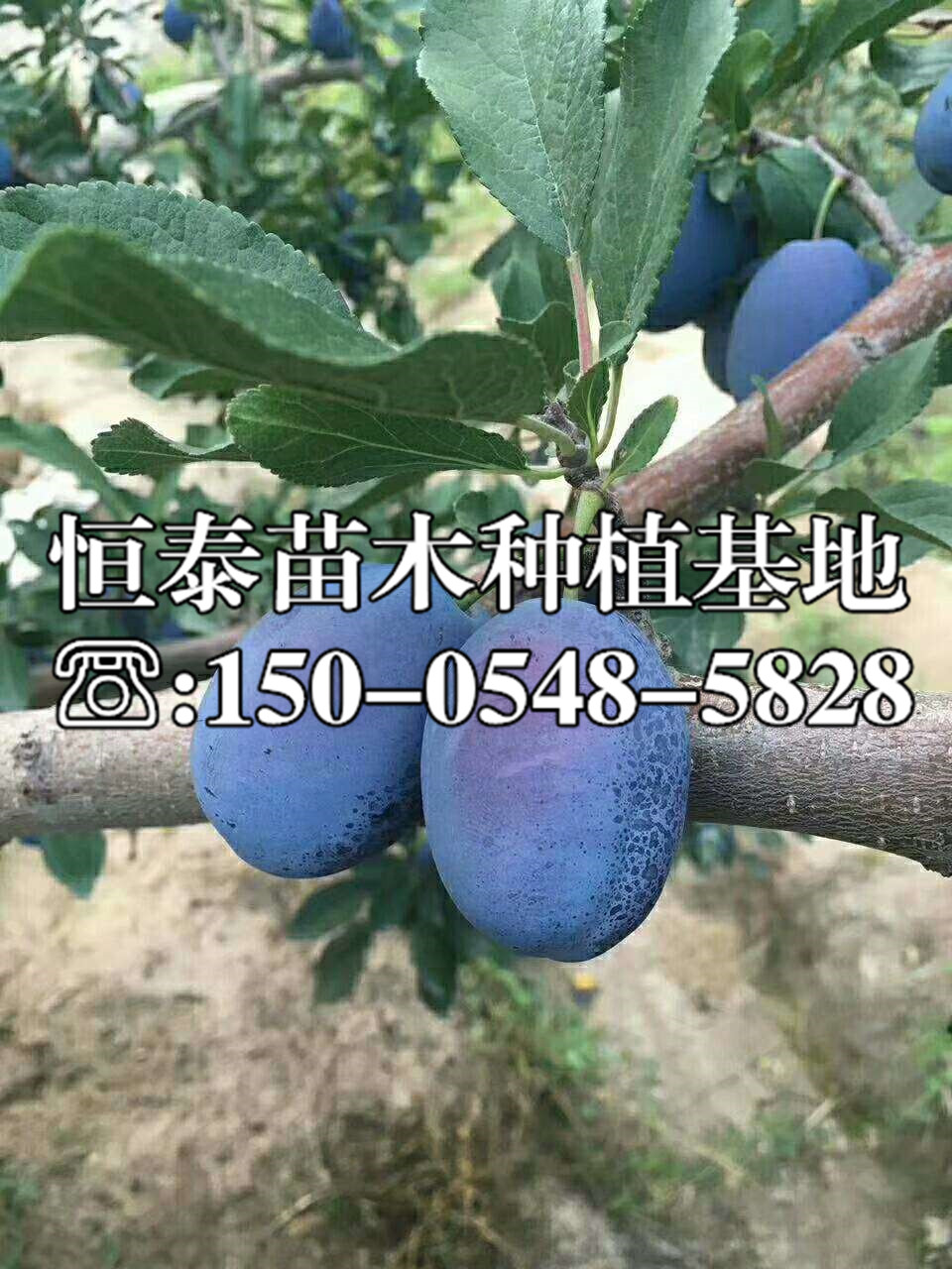 安哥諾李子苗新品種