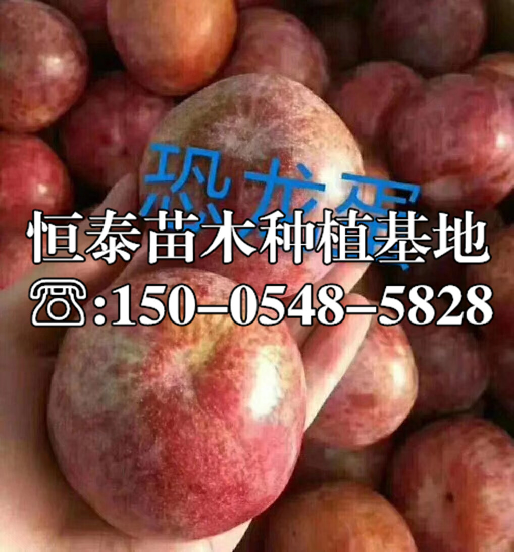 紅寶石李子苗一株價(jià)格