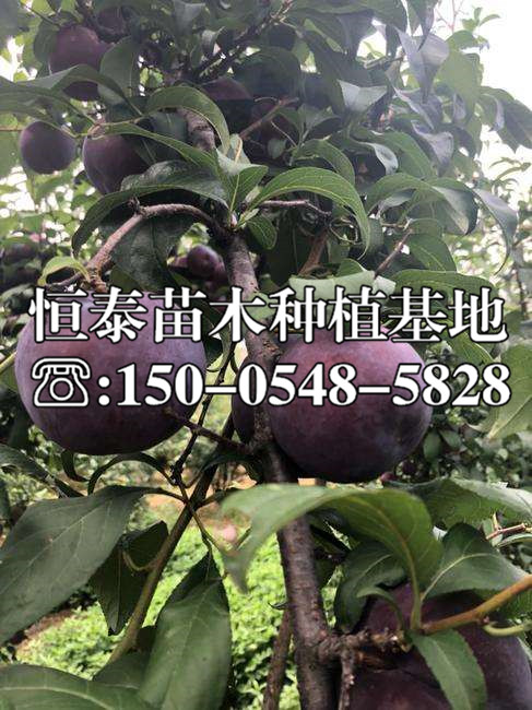 早熟李子苗價(jià)格