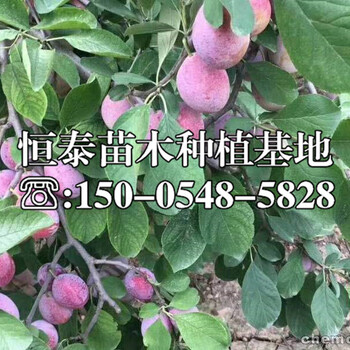 蜜思李子苗一棵價格、蜜思李子苗山東基地