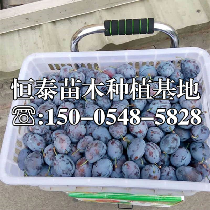 琥珀李子苗行情價(jià)格