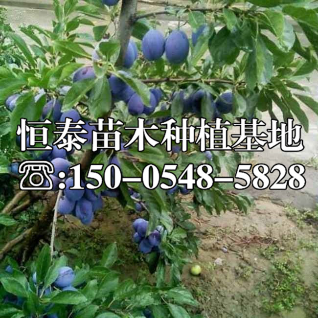 金秋红李子苗基地