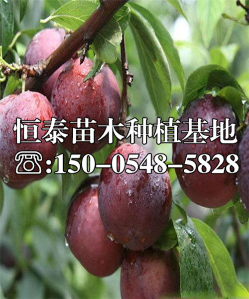 紅天鵝絨李子苗一棵價(jià)格
