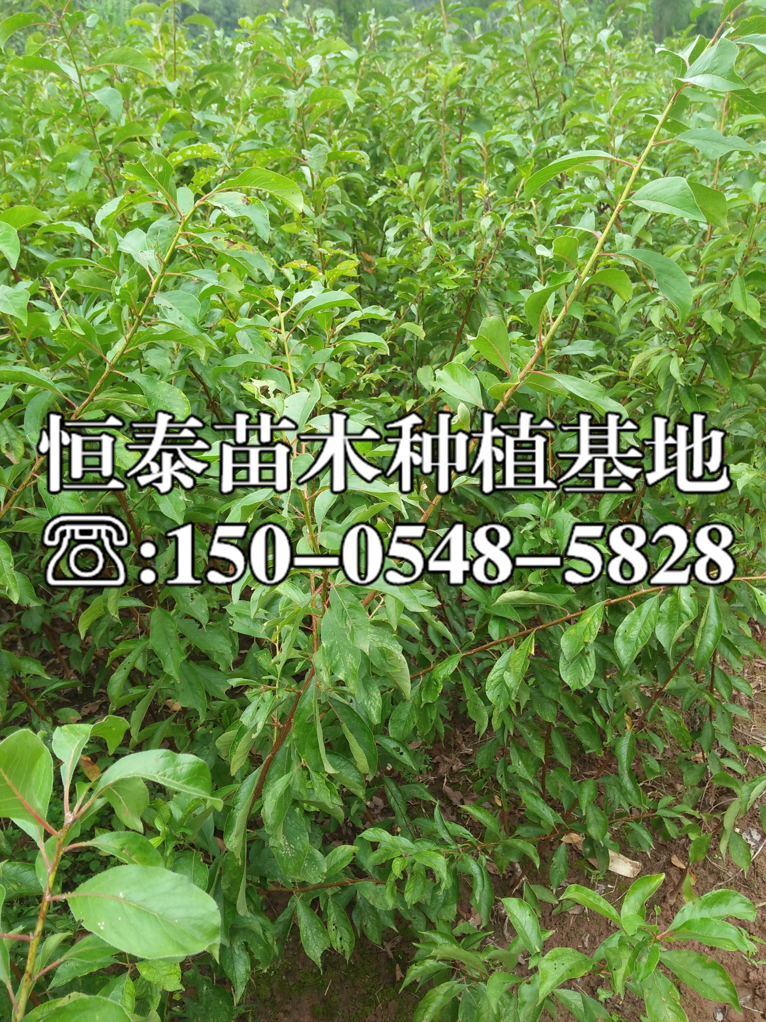 蜂糖李子苗基地與產(chǎn)地、蜂糖李子苗每天報(bào)價(jià) 