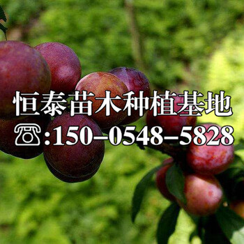 杏李苗出售、杏李苗山東基地