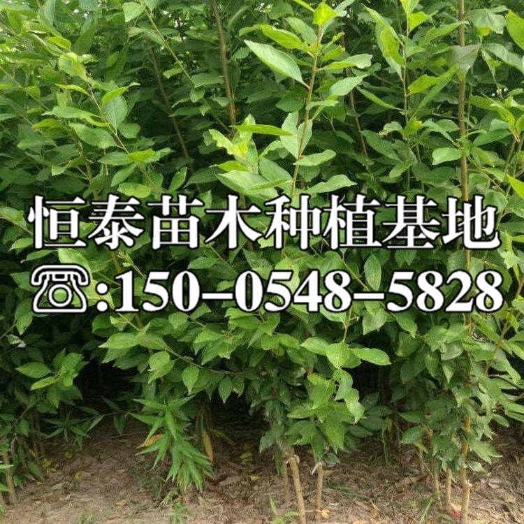 紅布林李子苗批發(fā)價(jià)格