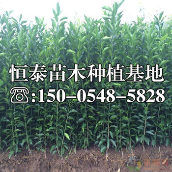 風味玫瑰李子苗苗圃