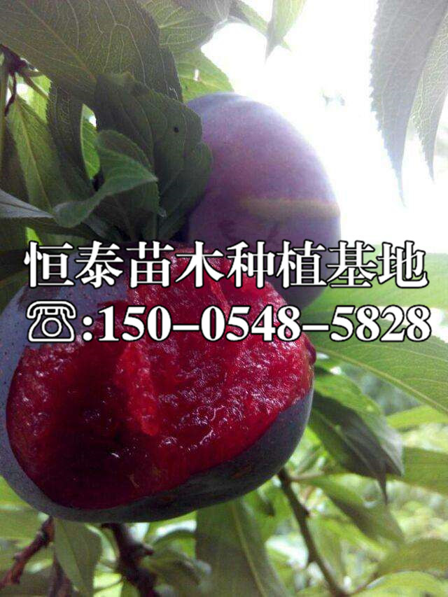 早美麗李子苗2020年價(jià)格