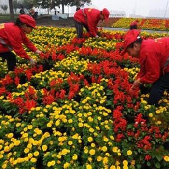 草花国庆菊出售、十月一祖国的生日国庆菊